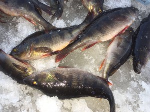 Рыбалка в Тверской области